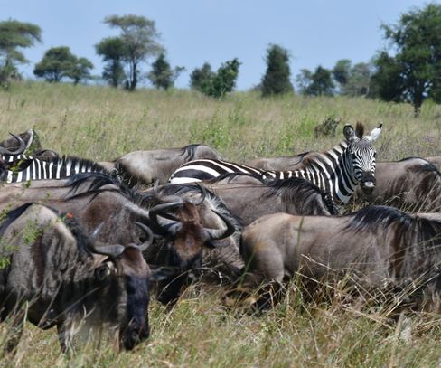 Tanzania