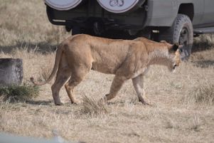 She strolled right past the picnic area!