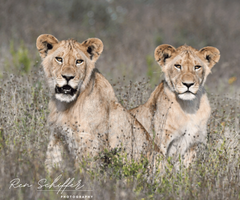 We saw the local lion family everyday!