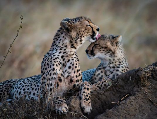 Cheetah mom and cub