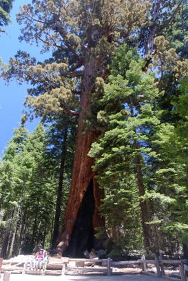 Giant Trees!