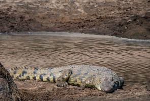 No one's crossing right now, perhaps this croc is why?!