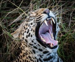 This leopard was settling in for a nap 